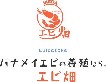 Ebibatake 金華海老（きんかえび）/バナメイエビの養殖なら、エビ畑